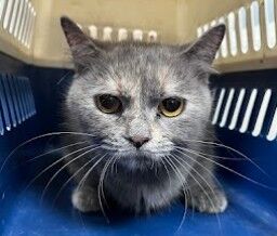 ▲英國短毛貓病毒感染一眼缺失。（圖／動防所提供）