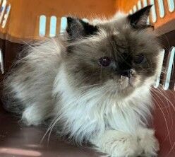 ▲英國短毛貓病毒感染一眼缺失。（圖／動防所提供）