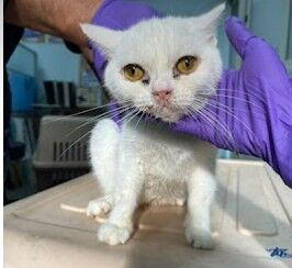 ▲英國短毛貓病毒感染一眼缺失。（圖／動防所提供）