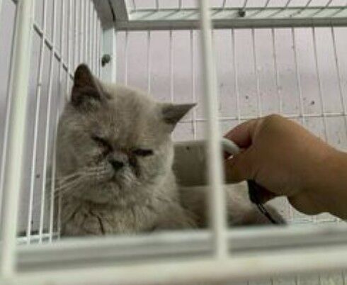 ▲英國短毛貓病毒感染一眼缺失。（圖／動防所提供）