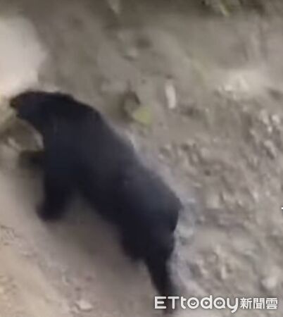 南投有民眾目擊黑熊出沒。（圖／記者高堂堯翻攝）