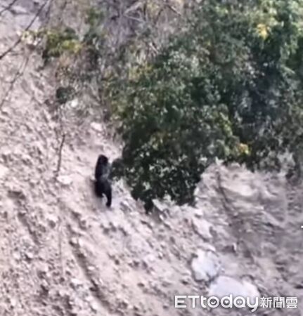 南投有民眾目擊黑熊出沒。（圖／記者高堂堯翻攝）