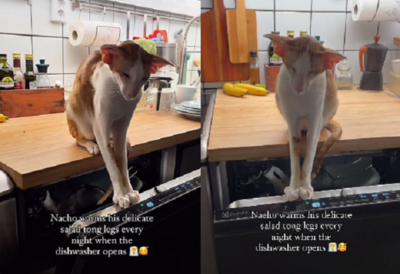 冬天來做「洗碗機SPA」！　怕冷貓蹲入口讓蒸氣溫暖大長腿