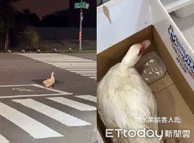 晚上強制帶「流浪鴨霸」作客！　奉茶切水果還提供洗澡服務