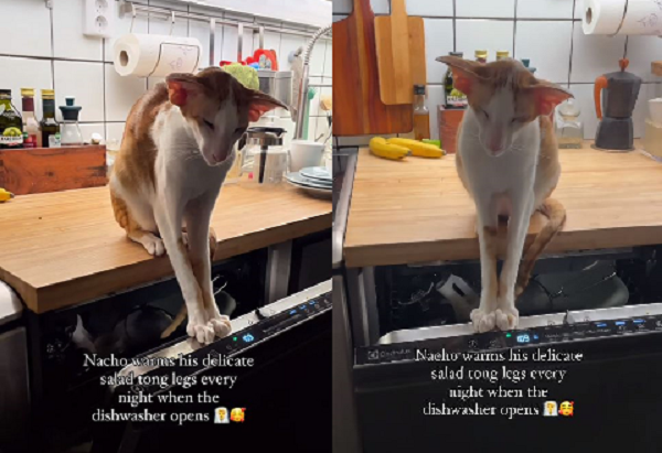 ▲。（圖／翻攝自IG／@orientalhonks）