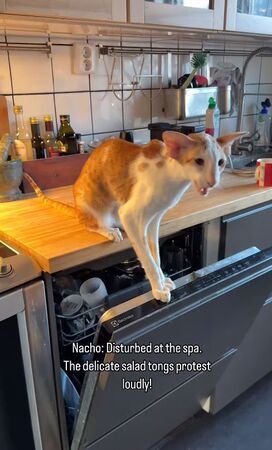 ▲。（圖／翻攝自IG／@orientalhonks）