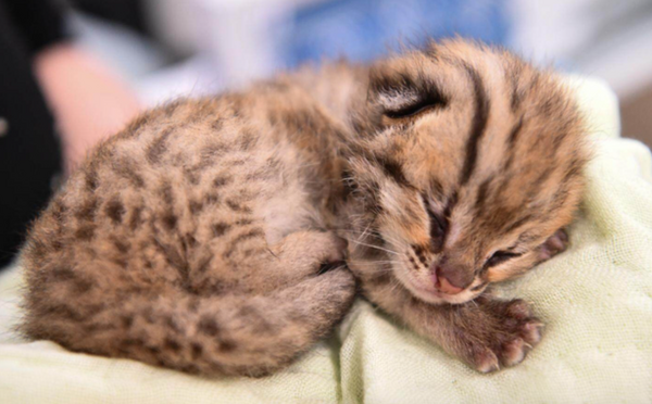 ▲▼ 1200年前中國人擼的是豹貓！唐代才變成家貓            。（圖／翻攝 新華社）