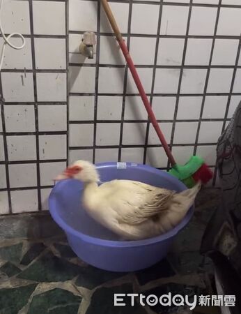 ▲。（圖／Threeads@yyyy.eyelash/提供，請勿隨意翻拍，以免侵權。）