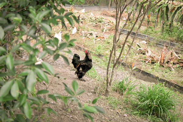 ▲▼宜蘭員山「鄉村風味」，田野中的窯烤餐廳，酥脆餅皮窯烤披薩，推薦脆皮德國豬腳。（圖／部落客水晶提供）