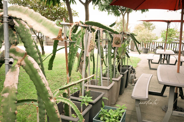 ▲▼宜蘭員山「鄉村風味」，田野中的窯烤餐廳，酥脆餅皮窯烤披薩，推薦脆皮德國豬腳。（圖／部落客水晶提供）
