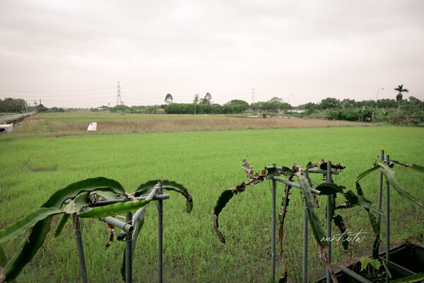 ▲▼宜蘭員山「鄉村風味」，田野中的窯烤餐廳，酥脆餅皮窯烤披薩，推薦脆皮德國豬腳。（圖／部落客水晶提供）