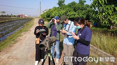 丹娜絲颱風重創菱角田！　台南水雉冬季只剩2934隻比去年少95隻