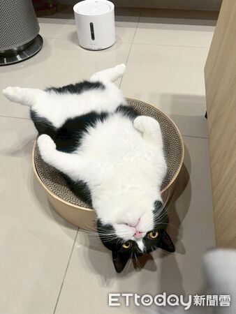 賓士貓大字躺，完全不在意媽媽出國。（圖／飼主Threads@fuji_231203提供）