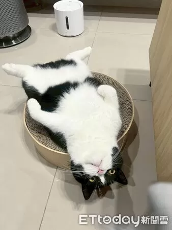 賓士貓大字躺，完全不在意媽媽出國。（圖／飼主Threads@fuji_231203提供）