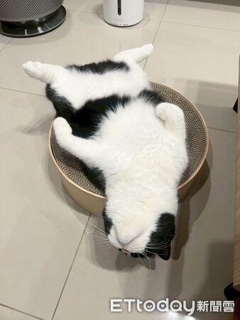 賓士貓大字躺，完全不在意媽媽出國。（圖／飼主Threads@fuji_231203提供）