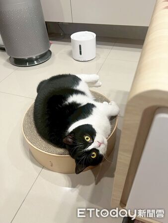 賓士貓大字躺，完全不在意媽媽出國。（圖／飼主Threads@fuji_231203提供）