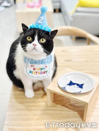 賓士貓大字躺，完全不在意媽媽出國。（圖／飼主Threads@fuji_231203提供）