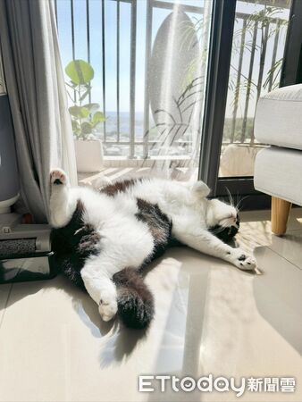 賓士貓大字躺，完全不在意媽媽出國。（圖／飼主Threads@fuji_231203提供）