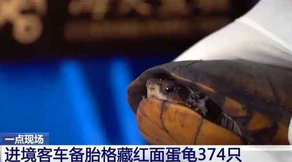 ▲▼ 女子走路怪異「下體鼓包」　海關清查驚呆：褲子藏2斤活蟲            。（圖／翻攝 央視）