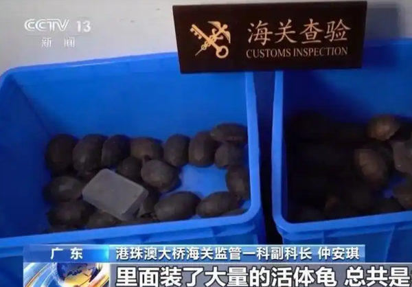▲▼ 女子走路怪異「下體鼓包」　海關清查驚呆：褲子藏2斤活蟲            。（圖／翻攝 央視）