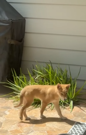 以為後院有郊狼，結果是接班汪緣分。（圖／翻攝自Tiktok@chelsea_nicole_1）