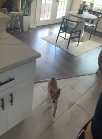 以為後院有郊狼，結果是接班汪緣分。（圖／翻攝自Tiktok@chelsea_nicole_1）