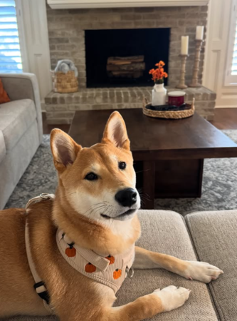 以為後院有郊狼，結果是接班汪緣分。（圖／翻攝自Tiktok@chelsea_nicole_1）