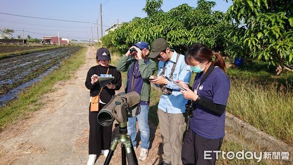 ▲今年冬季水雉僅剩2934 隻，較去年減少95隻，顯示颱風對棲地造成衝擊。（記者林東良翻攝）
