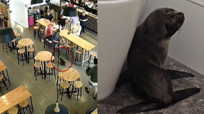 小海豹誤闖酒吧「到處趴趴走」　受鮭魚引誘老闆嚇：以為是小狗