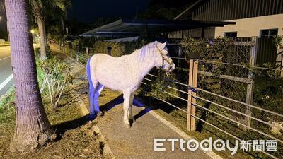 白馬深夜溜出農場逛大街！熱心女駕駛下車安撫...報警找到主人