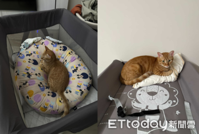 奴才買了好多窩都不睡！　橘貓只愛躺寶寶的床、玩嬰兒玩具