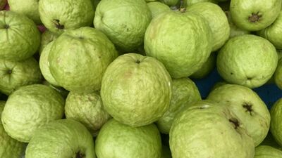 最愛吃台灣芭樂是「這國」！年砸1.5億買1823公噸　外銷占比逾7成