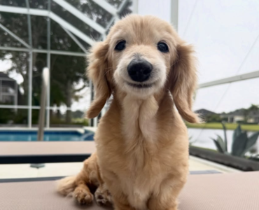 任何時候都嘴角上揚！　微笑臘腸狗離世飼主悼：你曾療癒好多人