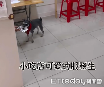 雪納瑞小店長「幫送菜單」太療癒　老闆娘曝：牠叫葉允熙