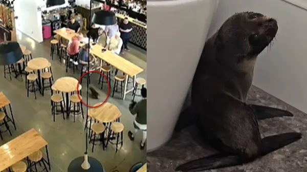 小海豹誤闖酒吧「到處趴趴走」　受鮭魚引誘老闆嚇：以為是小狗。（圖／翻攝自Facebook／Sprig + Fern The Meadows）