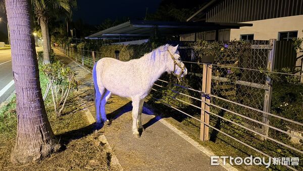 ▲▼熱心女駕駛安撫白色馬匹並牽至安全的路旁，報警處理。（圖／吉安警分局提供，下同）