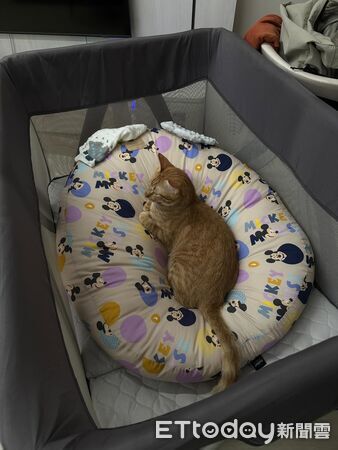 喵星人米糕只愛嬰兒用品。（圖／Threads@zoe_nee321提供）