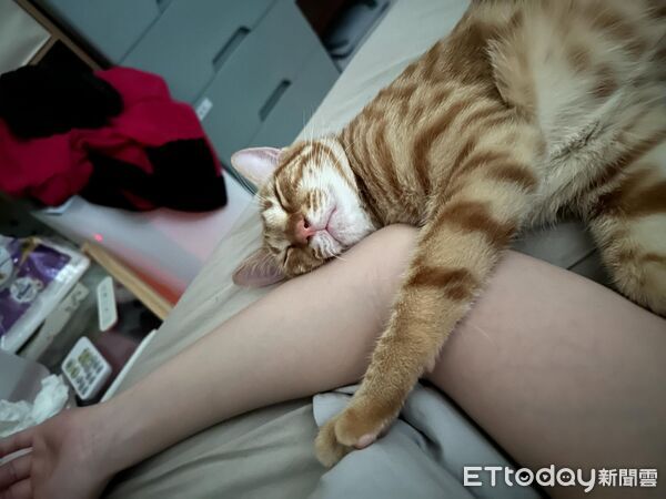 喵星人米糕只愛嬰兒用品。（圖／Threads@zoe_nee321提供）