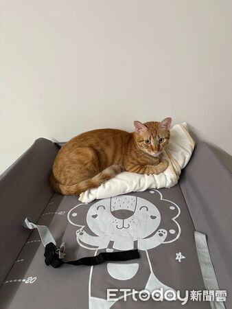 喵星人米糕只愛嬰兒用品。（圖／Threads@zoe_nee321提供）