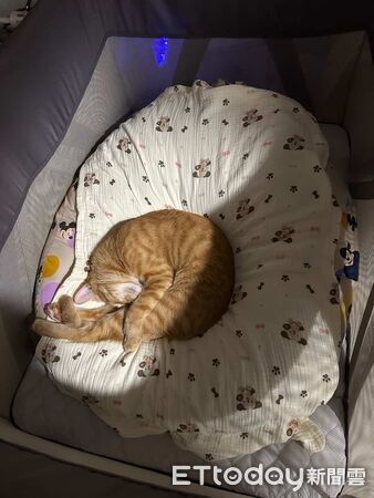 喵星人米糕只愛嬰兒用品。（圖／Threads@zoe_nee321提供）