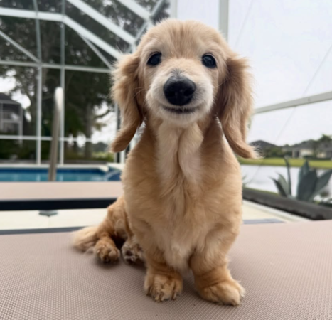 微笑小狗貝拉。（圖／翻攝自IG@buddy_bella_birdie）