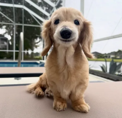 微笑小狗貝拉。（圖／翻攝自IG@buddy_bella_birdie）