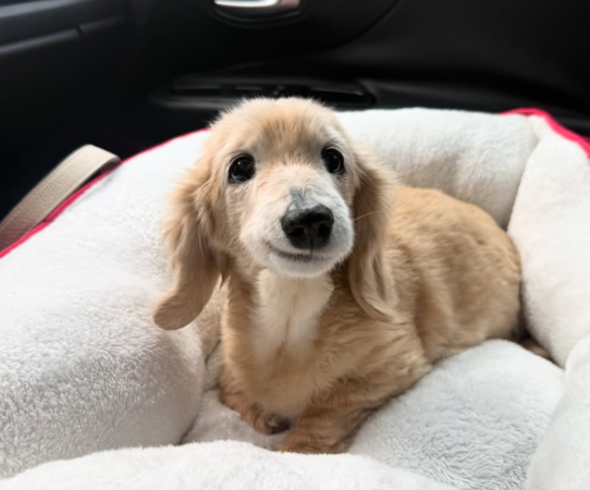 微笑小狗貝拉。（圖／翻攝自IG@buddy_bella_birdie）