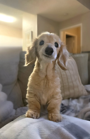 微笑小狗貝拉。（圖／翻攝自IG@buddy_bella_birdie）