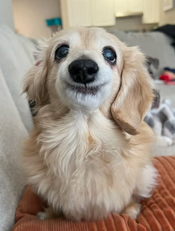 微笑小狗貝拉。（圖／翻攝自IG@buddy_bella_birdie）