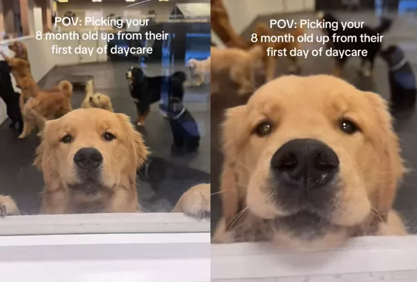 寵物安親班下課　阿金見媽「激動趴窗」哀怨表情爆紅：終於來了。（圖／翻攝自TikTok／whaler.and.flapjack）