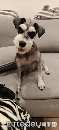 雪納瑞葉允熙送菜單。（圖／社子蛤蜊麵提供、Threads@vivianchen_jigme提供）