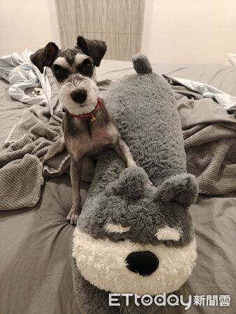 雪納瑞葉允熙送菜單。（圖／社子蛤蜊麵提供、Threads@vivianchen_jigme提供）