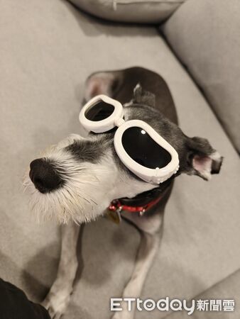 雪納瑞葉允熙送菜單。（圖／社子蛤蜊麵提供、Threads@vivianchen_jigme提供）