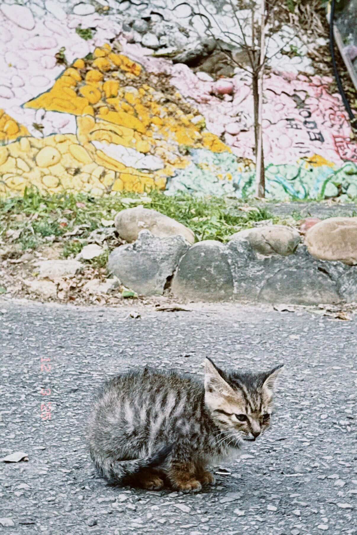 ▲苗栗小貓鑽進外套取暖6小時　工程師當場淪陷決定收編：緣分到了。（圖／網友@xinyi2327提供，請勿隨意翻拍，以免侵權。）